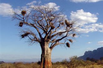 Ein Affenbrotbaum in den simbabwischen Savanne.