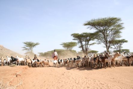 Young cattle herders and their cattle on a dusty road.
