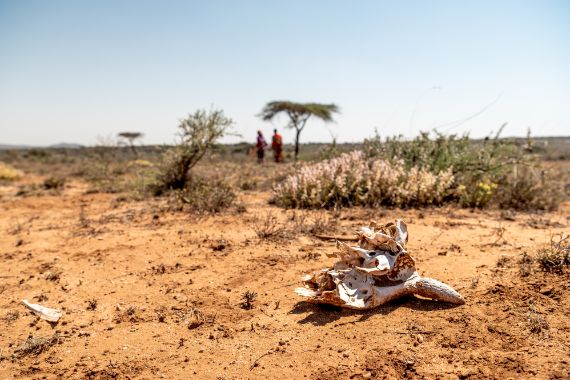 Picture a dry field with the skeleton of a dead animal in the foreground. 